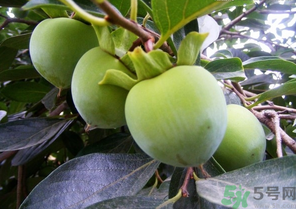 青柿子怎么吃？青柿子能吃嗎？