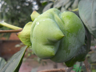 青柿子怎么吃？青柿子能吃嗎？