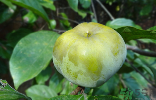 青柿子怎么吃？青柿子能吃嗎？