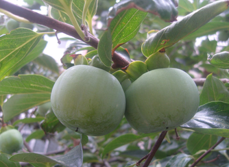 青柿子怎么變熟？青柿子怎么催熟？