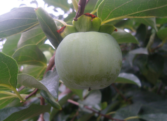 青柿子怎么變熟？青柿子怎么催熟？