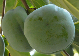 青柿子怎么變熟？青柿子怎么催熟？