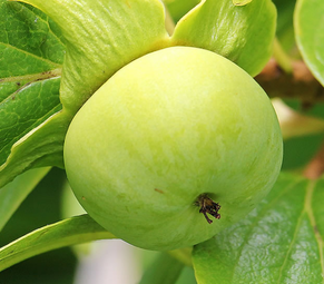 青柿子怎么變熟？青柿子怎么催熟？