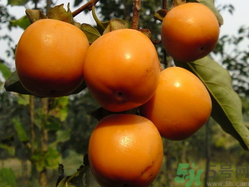 懶柿子怎么做？怎樣做懶柿子？