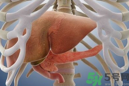 男性護肝的方法有哪些？養(yǎng)肝護肝必吃3大營養(yǎng)素