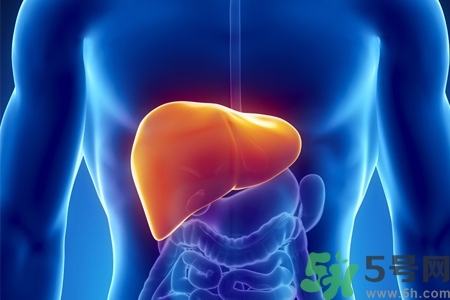 男性護肝的方法有哪些？養(yǎng)肝護肝必吃3大營養(yǎng)素