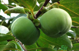 生柿子有毒嗎？生柿子吃了會怎樣？