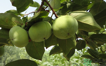 生柿子有毒嗎？生柿子吃了會怎樣？