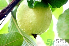 芭樂怎么吃？芭樂的營養(yǎng)價(jià)值與功效