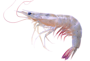 海蝦煮多長(zhǎng)時(shí)間熟？海蝦怎么煮？