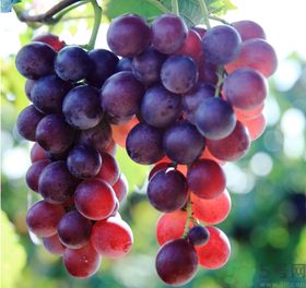 晚上吃葡萄會胖嗎？晚上吃葡萄會發(fā)胖嗎？