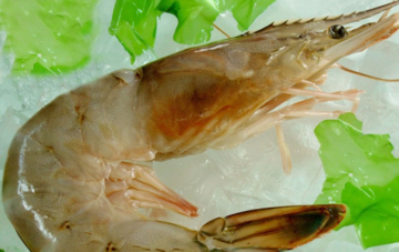 青蝦怎么做好吃？青蝦的做法大全