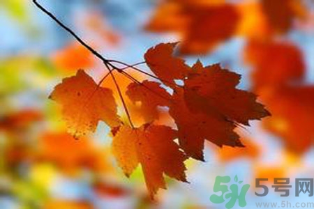 秋季上火怎么辦？秋天上火吃什么好？