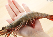 草蝦是海蝦還是河蝦？海蝦和河蝦的區(qū)別