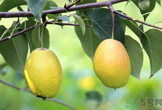 孕婦可以吃香水梨嗎？香水梨孕婦能吃嗎？