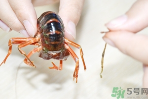 活蝦怎么處理干凈蝦線？活蝦怎么去蝦線？