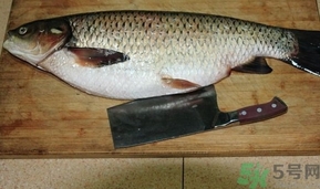 新鮮草魚怎么保存?草魚殺了怎么保存? 新鮮草魚怎么保存?草魚殺了怎么保存?