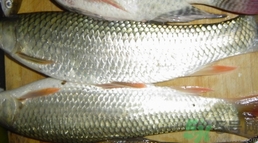 新鮮草魚怎么保存?草魚殺了怎么保存? 新鮮草魚怎么保存?草魚殺了怎么保存?