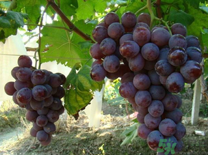 巨峰葡萄怎么保存？巨峰葡萄可以放多久？