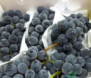 巨峰葡萄怎么保存？巨峰葡萄可以放多久？