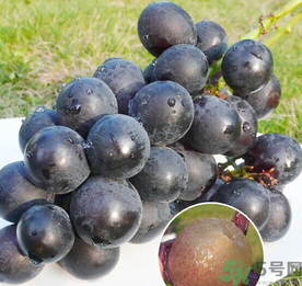 巨峰葡萄怎么保存？巨峰葡萄可以放多久？