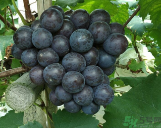 吃巨峰葡萄有什么好處？巨峰葡萄好吃嗎？