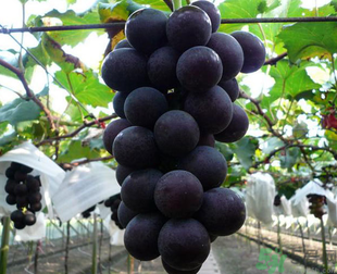 吃巨峰葡萄有什么好處？巨峰葡萄好吃嗎？