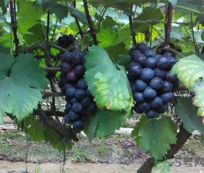 吃巨峰葡萄有什么好處？巨峰葡萄好吃嗎？