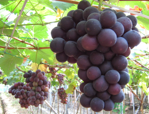 吃巨峰葡萄會(huì)胖嗎？吃什么水果會(huì)胖？