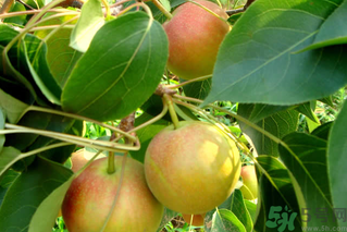 孕婦能吃南國(guó)梨嗎？南國(guó)梨孕婦可以吃嗎？