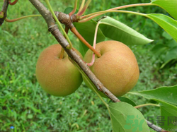 孕婦能吃南國(guó)梨嗎？南國(guó)梨孕婦可以吃嗎？