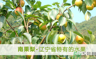 孕婦能吃南國(guó)梨嗎？南國(guó)梨孕婦可以吃嗎？