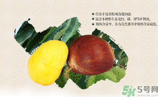 板栗和什么一起泡酒好？板栗泡酒的功效與作用有哪些？