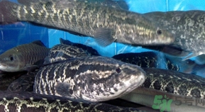 活黑魚怎么殺?黑魚怎么殺切片不會滑? 活黑魚怎么殺?黑魚怎么殺切片不會滑?