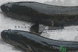 活黑魚怎么殺?黑魚怎么殺切片不會滑? 活黑魚怎么殺?黑魚怎么殺切片不會滑?