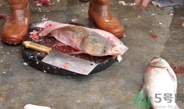 活黑魚怎么殺?黑魚怎么殺切片不會滑? 活黑魚怎么殺?黑魚怎么殺切片不會滑?