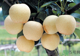 皇冠梨是雪梨嗎？皇冠梨和雪梨的區(qū)別