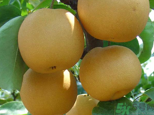 豐水梨可以煮水喝嗎？豐水梨怎么熬梨水喝？