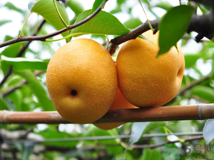 豐水梨可以煮水喝嗎？豐水梨怎么熬梨水喝？