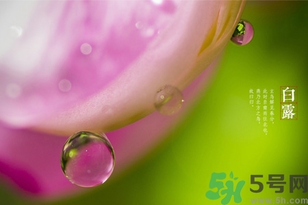 白露節(jié)吃什么？白露節(jié)的傳統(tǒng)美食有哪些？