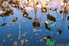 白露節(jié)吃什么？白露節(jié)的傳統(tǒng)美食有哪些？