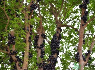 嘉寶果多少錢一斤？嘉寶果的功效和作用