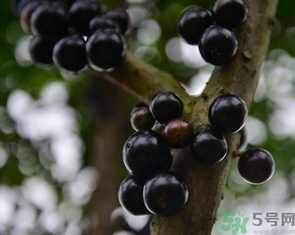 嘉寶果多少錢一斤？嘉寶果的功效和作用