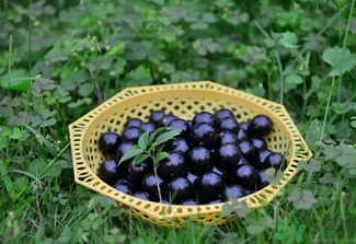 嘉寶果多少錢一斤？嘉寶果的功效和作用