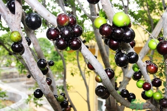 嘉寶果多少錢一斤？嘉寶果的功效和作用