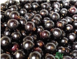 嘉寶果多少錢一斤？嘉寶果的功效和作用