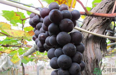 吃巨峰葡萄上火嗎？吃什么水果會(huì)上火？