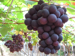 吃巨峰葡萄上火嗎？吃什么水果會(huì)上火？