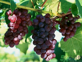 吃巨峰葡萄上火嗎？吃什么水果會(huì)上火？