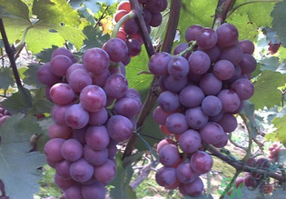 巨峰葡萄有籽嗎？巨峰葡萄有沒(méi)有籽？